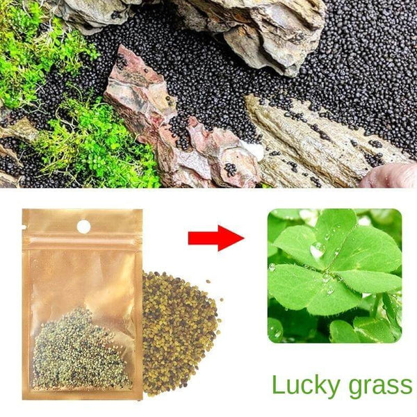 Aquarium Plant Seeds Landscaping Aquatic Plants 10g