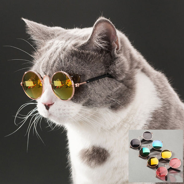 Oval Sunglasses Photo Prop Eyewear Only for the Coolest Cats