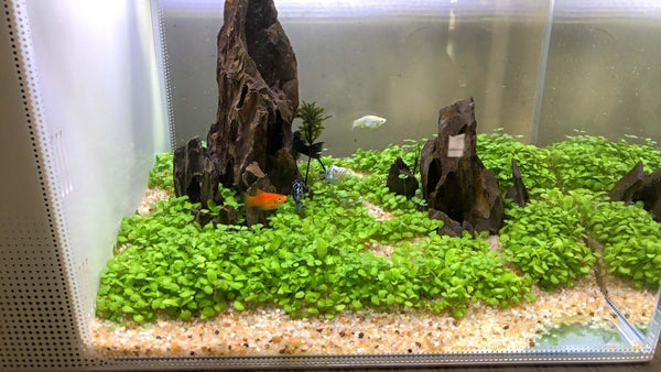 Aquarium Plant Seeds Landscaping Aquatic Plants 10g