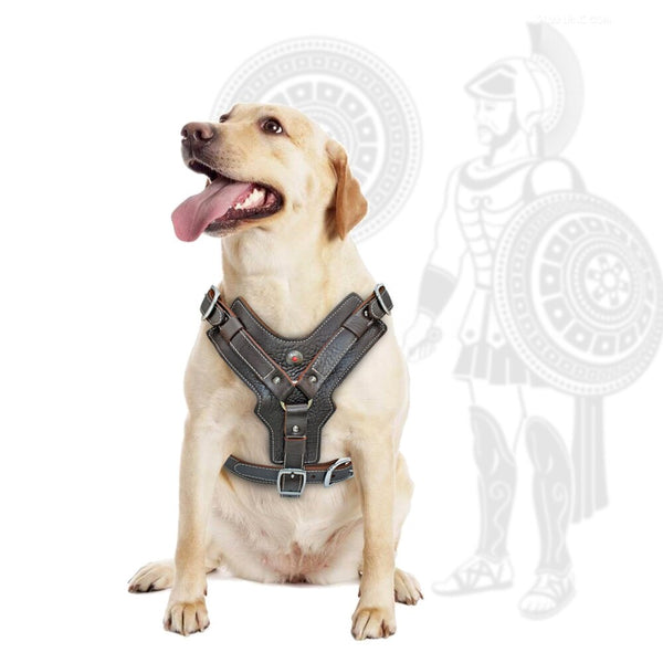 Genuine Leather Gladiator Vest Harness with Quick Control Handle for Large Dogs