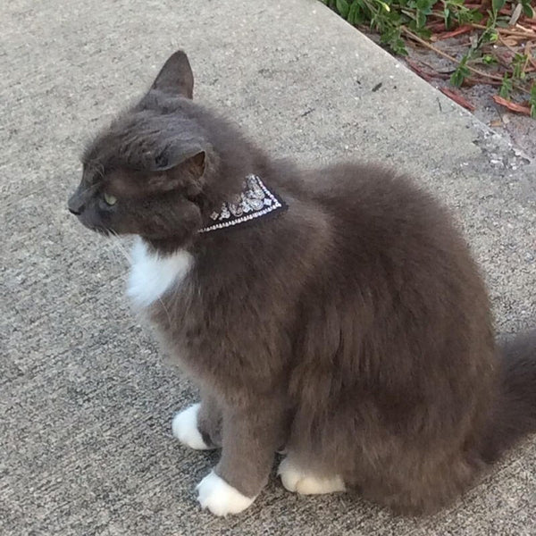 Puppy Neckerchief Adjustable Pet Dog Cat Neck Bandana Collar Scarf Accessories for Cats & Small Dogs Black Red Blue Pink Purple