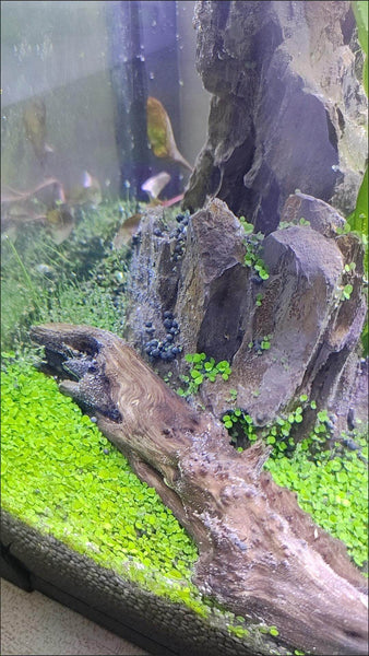 Aquarium Plant Seeds Landscaping Aquatic Plants 10g