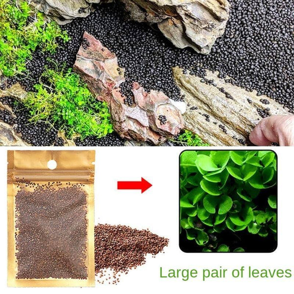 Aquarium Plant Seeds Landscaping Aquatic Plants 10g