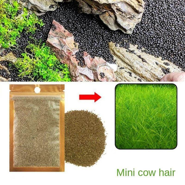 Aquarium Plant Seeds Landscaping Aquatic Plants 10g