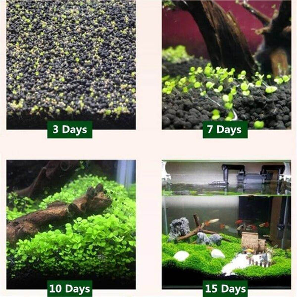 Aquarium Plant Seeds Landscaping Aquatic Plants 10g