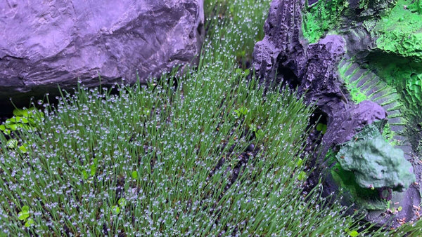 Aquarium Plant Seeds Landscaping Aquatic Plants 10g