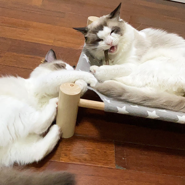 Natural Catnip Stick Cat Teeth Cleaning Sticks Toy - 10-20 Pieces