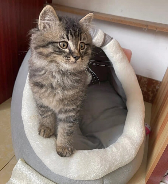 Closeup Cat in Cat House