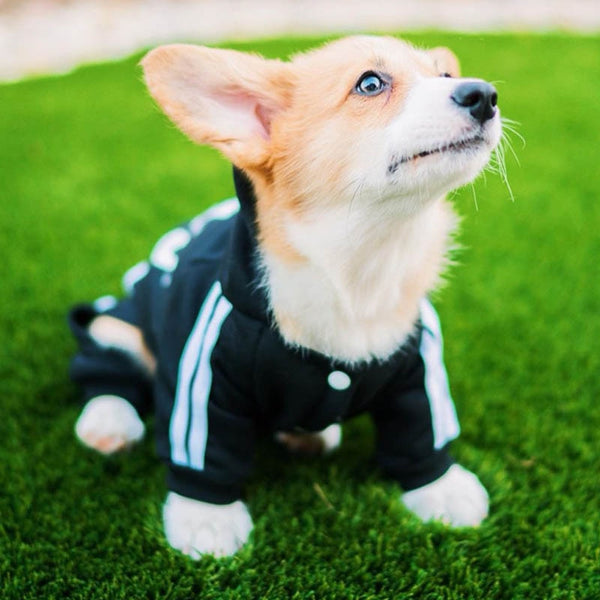 Track Suit for Small to Medium Size Dogs, Clothing Costume Jumpsuit Outfit