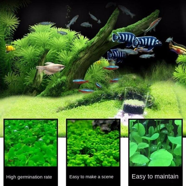 Aquarium Plant Seeds Landscaping Aquatic Plants 10g