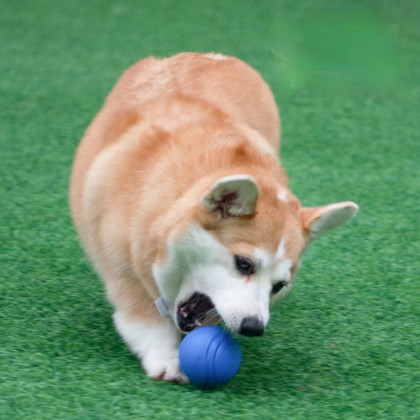 Dog Playing with Bouncy Rubber Ball Toy