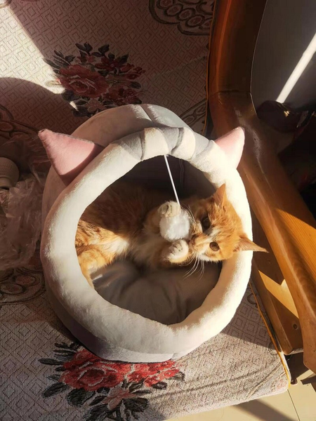 Cat Playingin Cat Bed