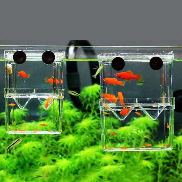 Mini Fish Breeding Isolation Tank Aquarium Breeder Box Double Holes Betta Fish Hatching Incubator